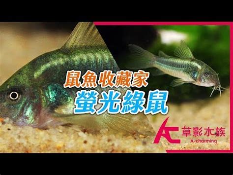 綠色老鼠|鼠魚收藏家：螢光綠鼠｜Gift from nature：Green laser cory｜AC 